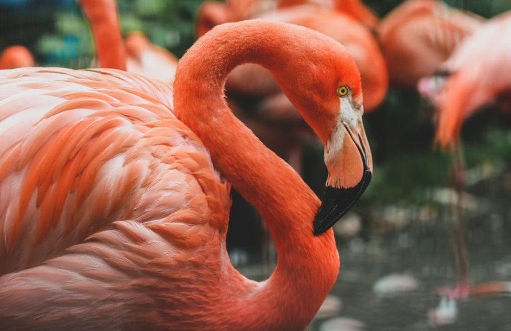 flamingo