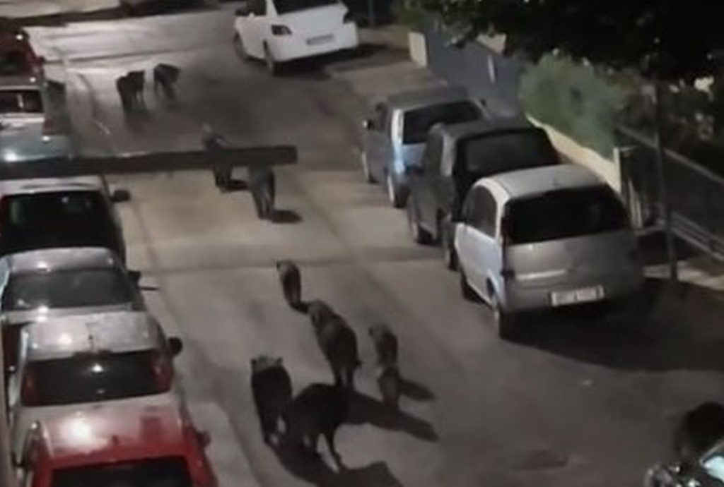 αγριγούρουνα